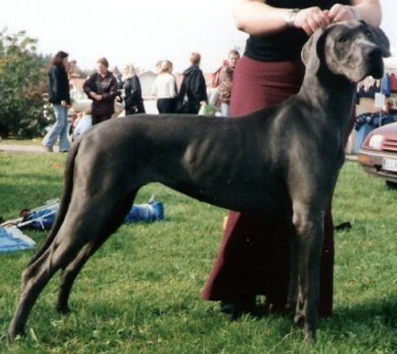 No fence, no lawn, no problem? For the right dog and the right routine, it can be more realistic than you think 4 Great Dane