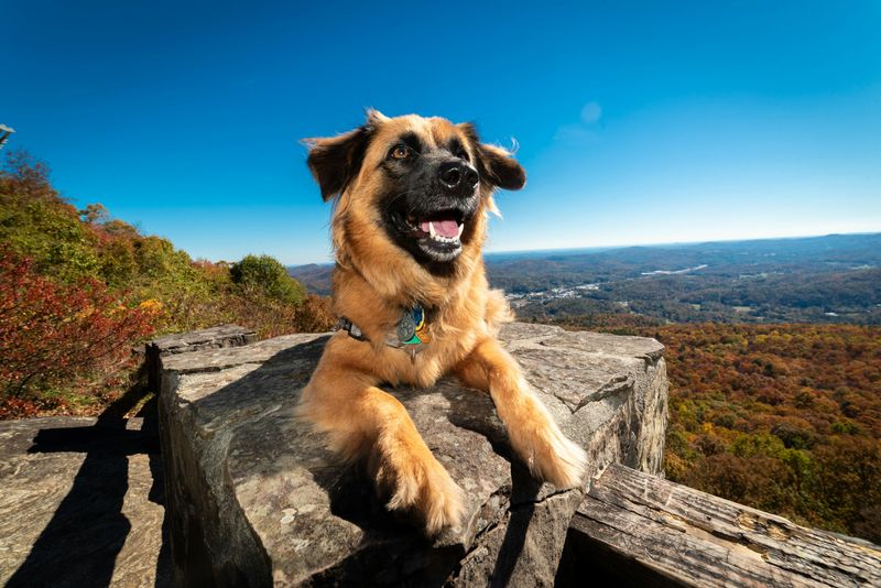 18 Proven Reasons Dogs Are Humanity’s Most Faithful Companions 12 Joyful Homecomings