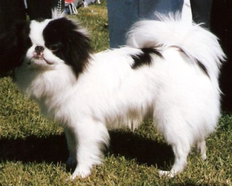 Japanese Chin