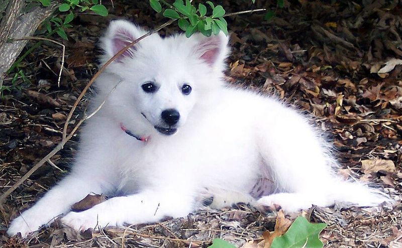 American Eskimo Dog