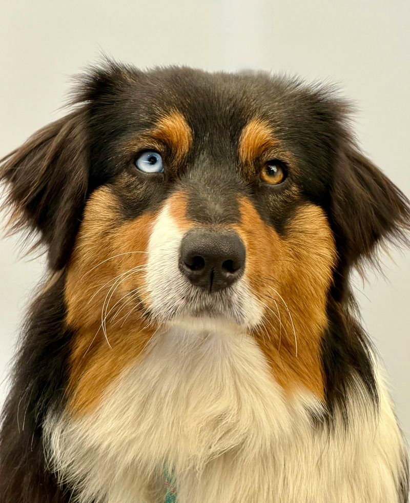 15 Dog Breeds with Stunning Eyes 2 Australian Shepherd