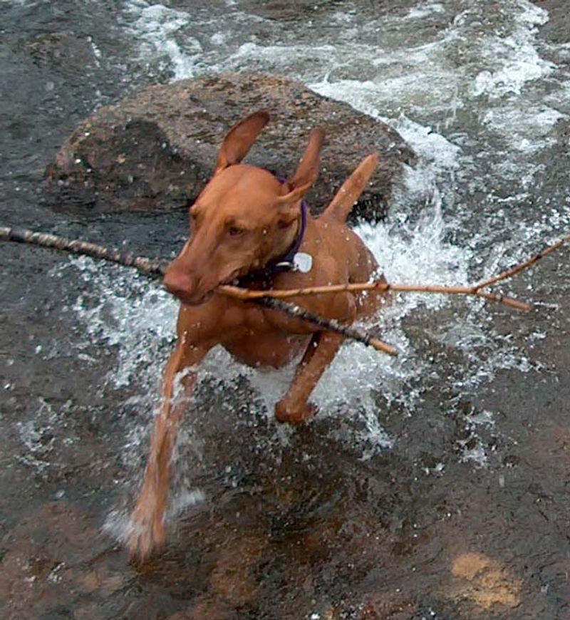 18 dog breeds that quietly compete for your attention every day 15 Vizsla