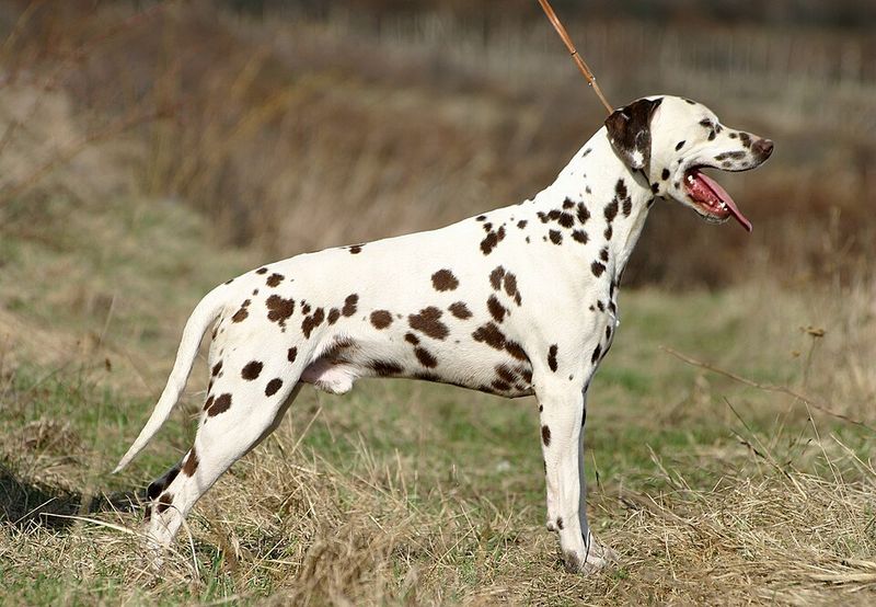 15 dog breeds that would look completely natural in an old black-and-white film 16 Dalmatian