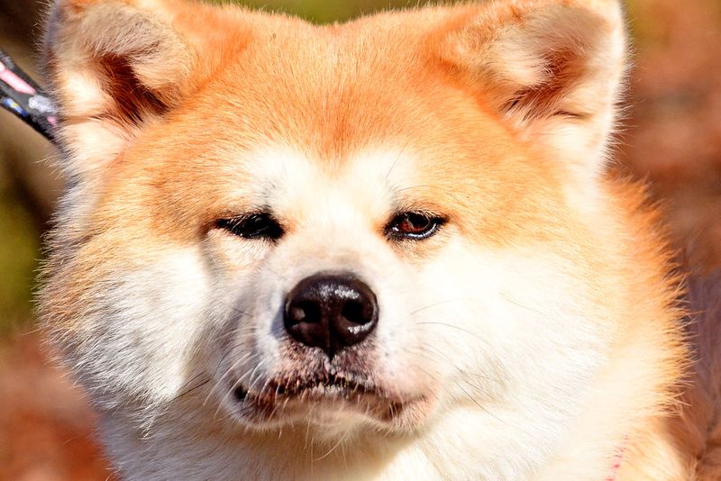 13 pointy-eared dog breeds that turn simple looks into serious charm 12 Akita