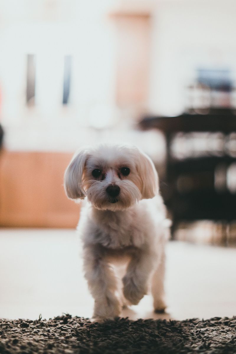 Maltese