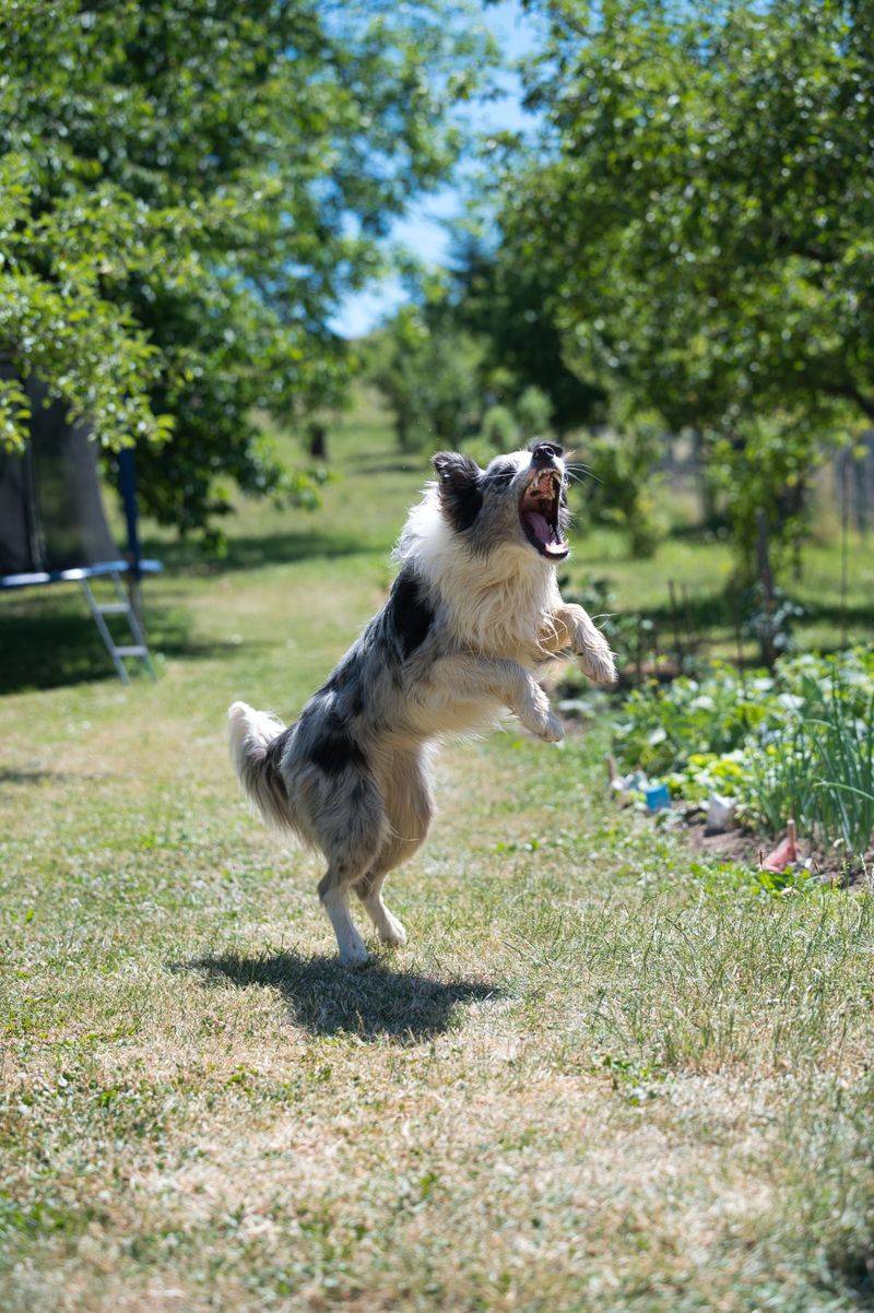 Border Collie: Brains in Overdrive