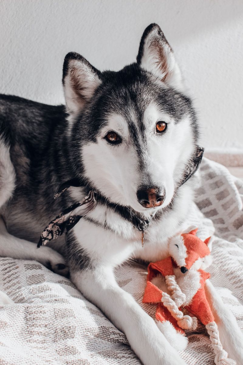 If your dog does these 10 things, you've earned something special 6 Brings you toys