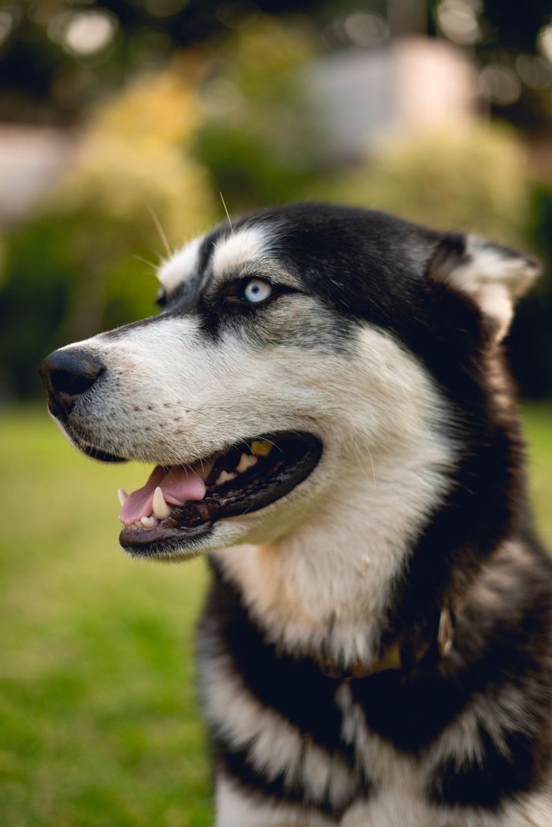 Siberian Husky