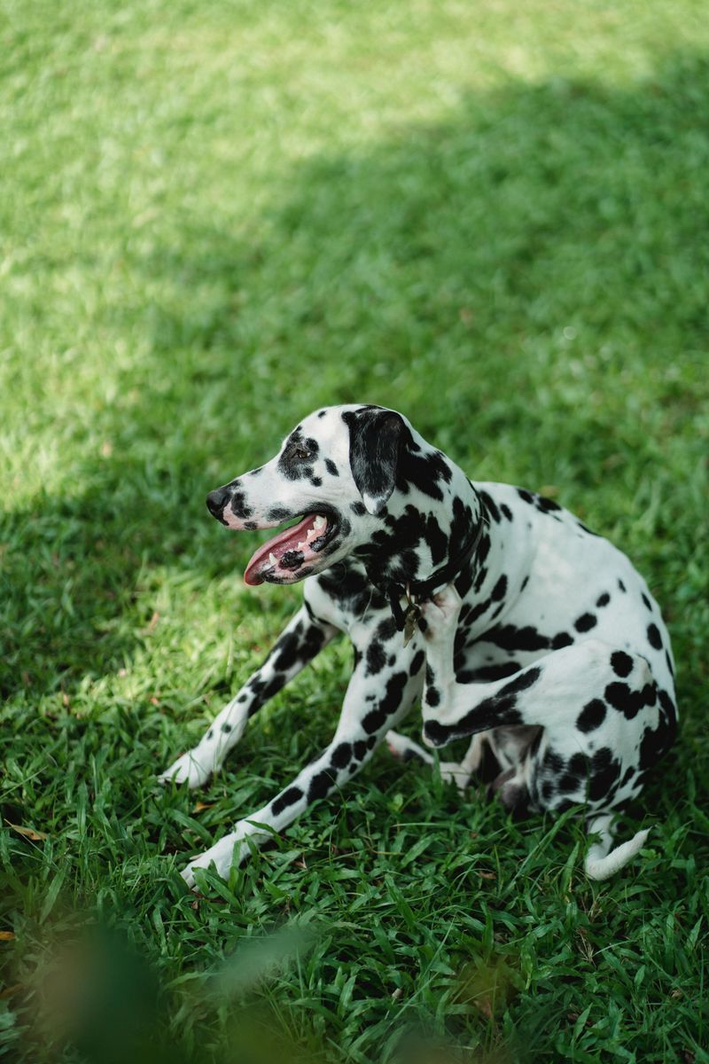 Dalmatian