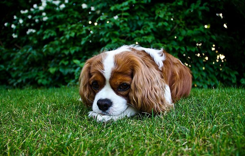 10 dog breeds that weren't built for ordinary household life - plus 3 companions that seem made for it 14 Cavalier King Charles Spaniel