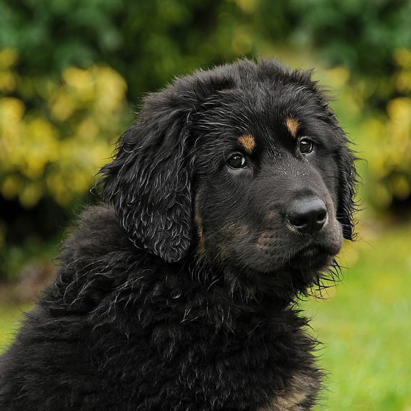 Ancient Working Roots Still Show Today - 14 Breeds That Haven’t Lost Their Original Instincts 6 Tibetan Mastiff