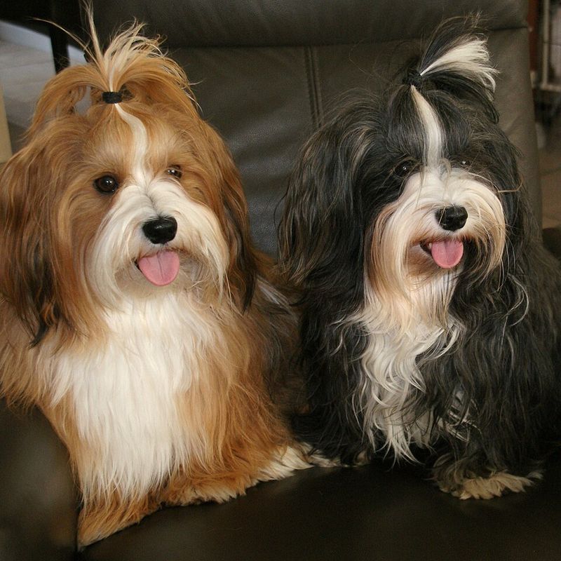 Havanese