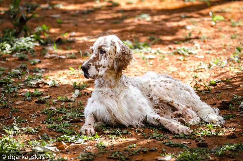 English Setter