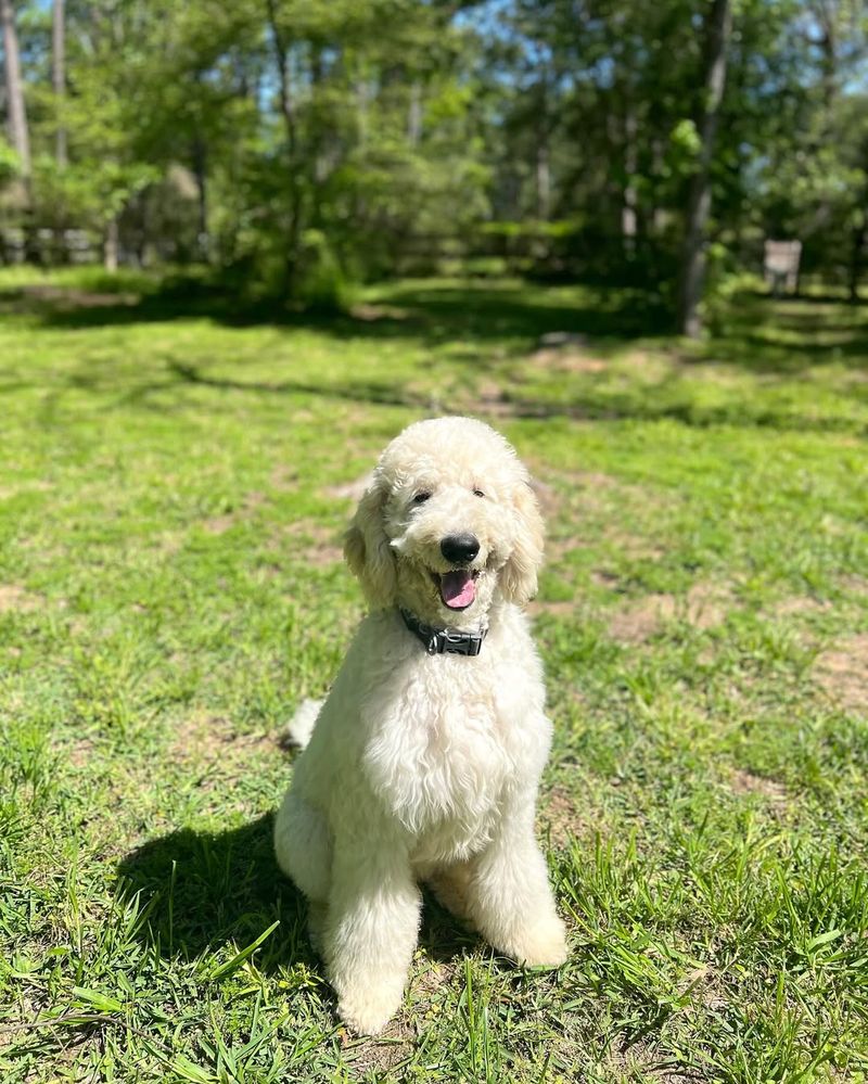 Pyredoodle (Great Pyrenees + Poodle)