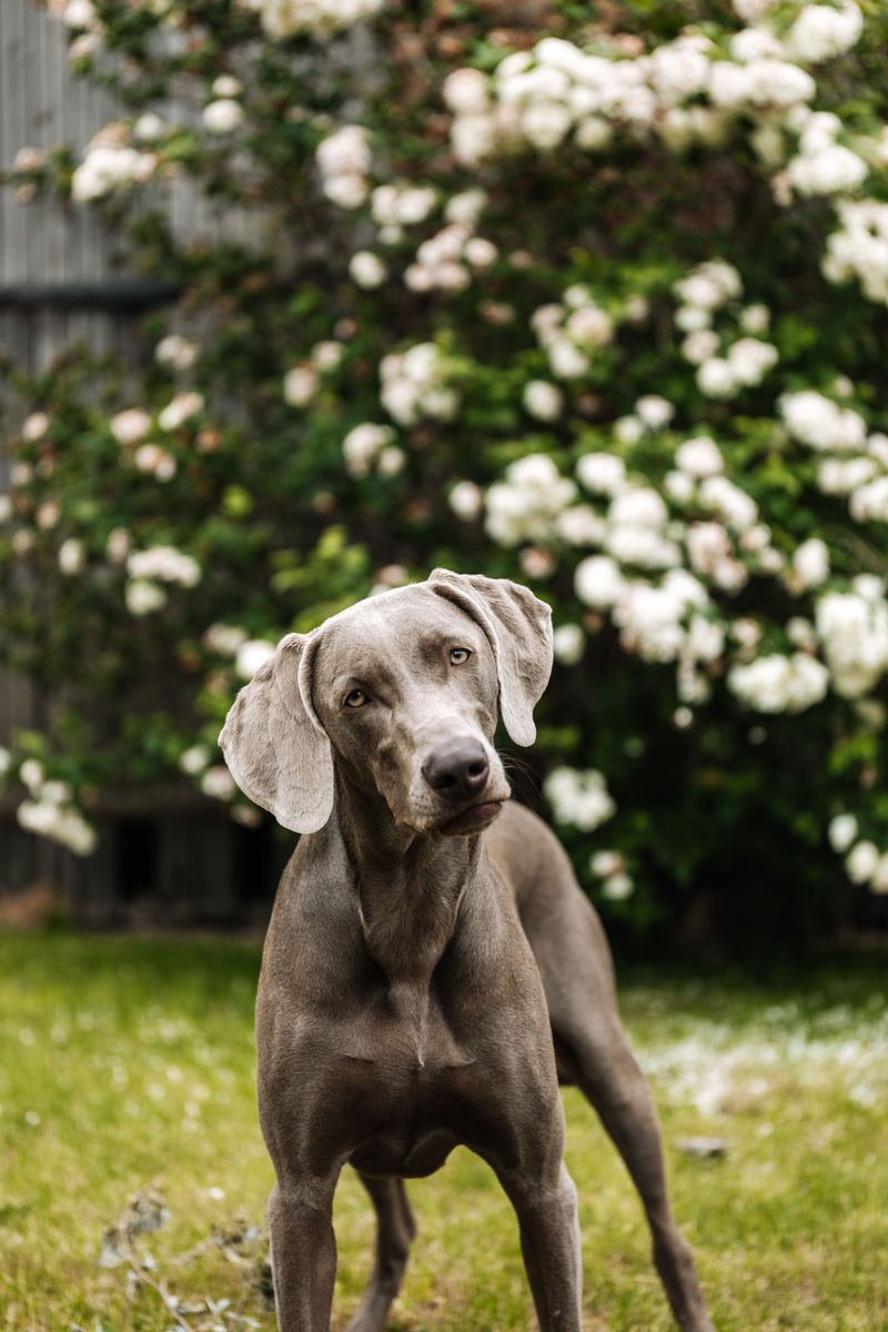 Before unclipping the leash, remember what some of these dogs were originally bred to chase 10 Weimaraner: Once Used for Big Game
