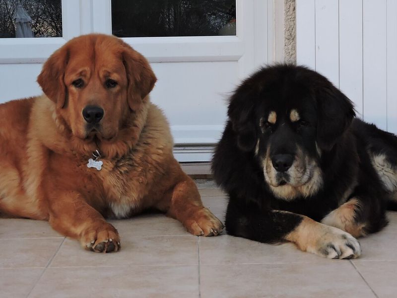 Tibetan Mastiff