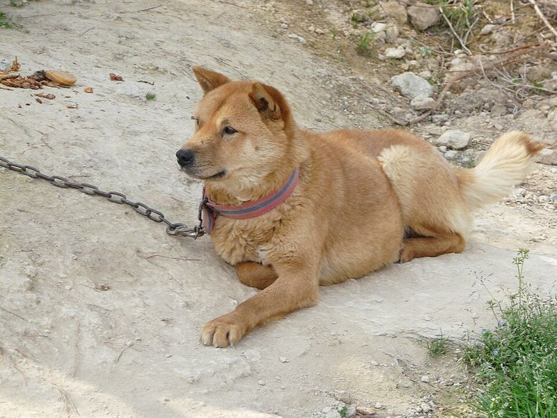 Korean jindo