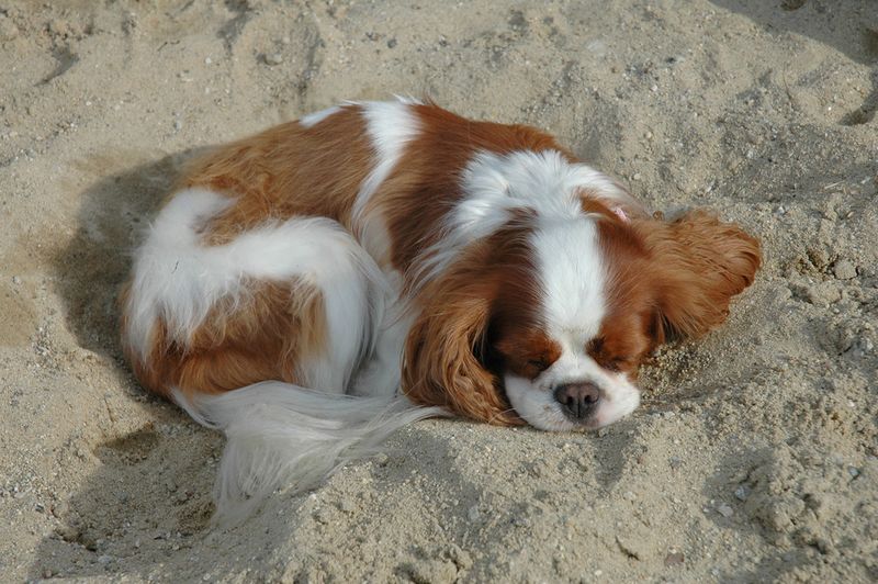Cavalier King Charles Spaniel