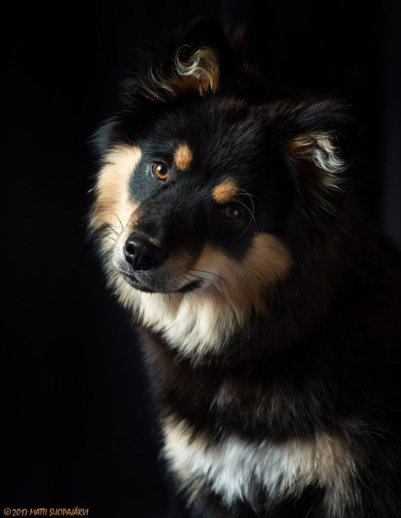 20 dog breeds that slowly create patterns owners don’t notice until much later 14 Finnish Lapphund