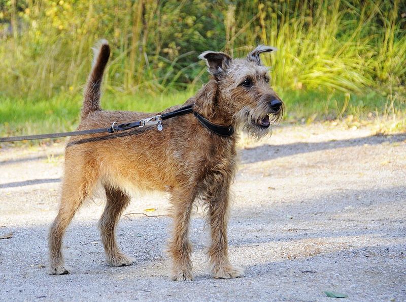 Irish Terrier