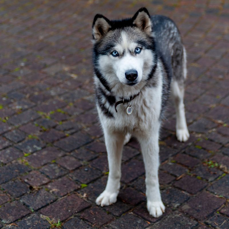 One look at these 13 dogs and you know they weren't built for sitting around 4 Siberian Husky