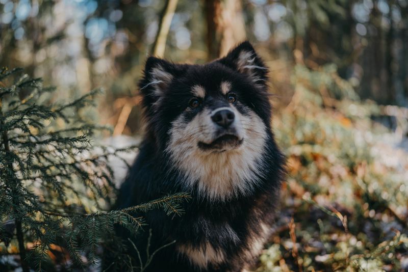 12 dog breeds nobody talks about enough despite being incredible companions 6 Finnish Lapphund