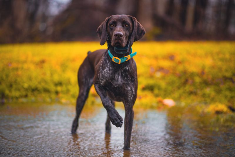 Strong household fragrances can bother dogs more than owners realize 10 Pointers Point Away From Perfume