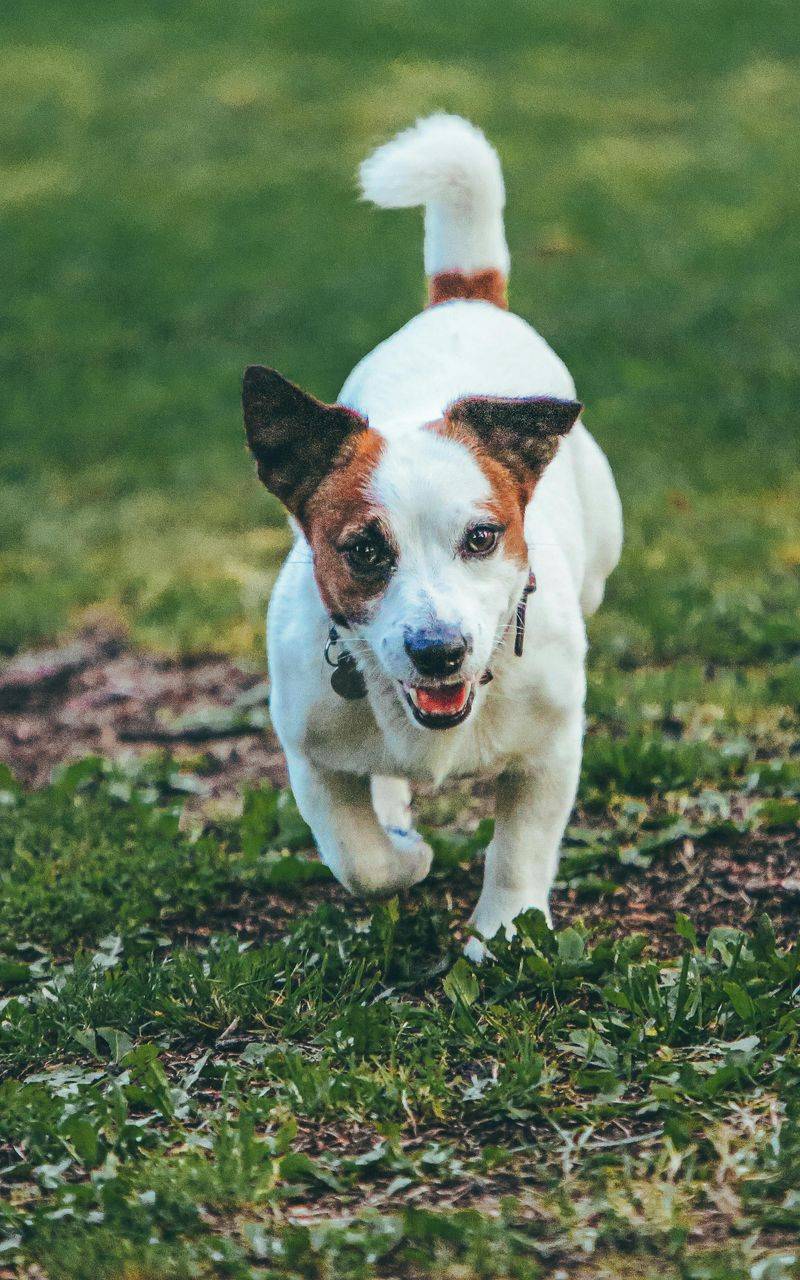 Jack Russell Terrier