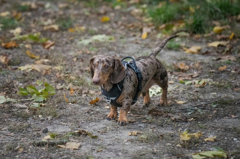 22 Easygoing Dog Breeds Known for Their Gentle Temperaments and Senior Compatibility 23 Miniature Dachshund
