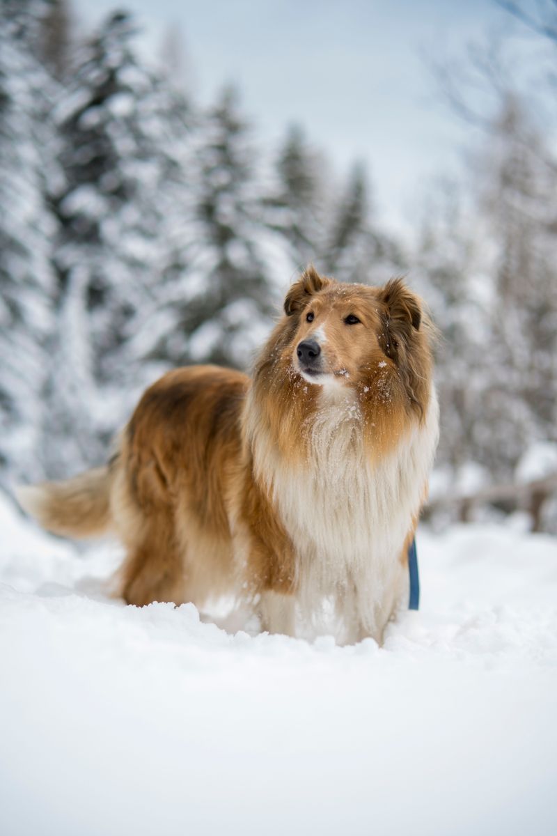 Rough Collie