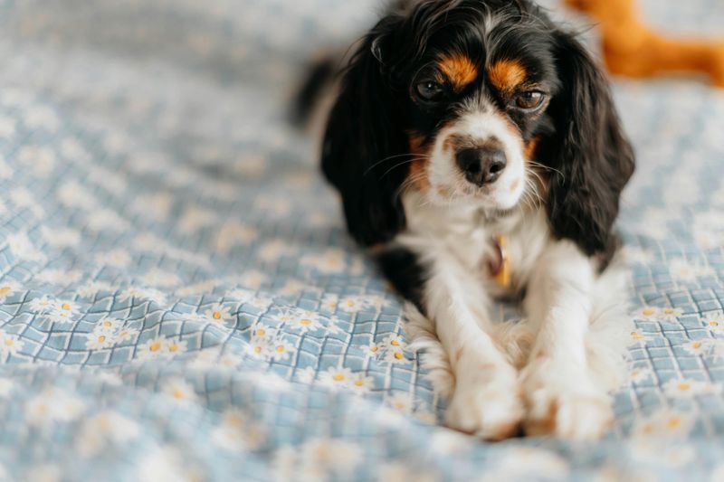 16 Dog Breeds That Love Being Wrapped Up Like Burritos (And Why It Calms Them) 13 Cavalier King Charles Spaniel