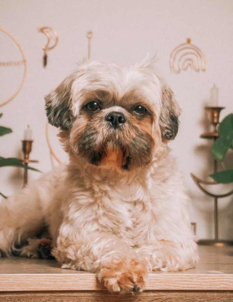 Some dogs need a household full of action - These breeds can make quiet living feel complete 4 Shih Tzu