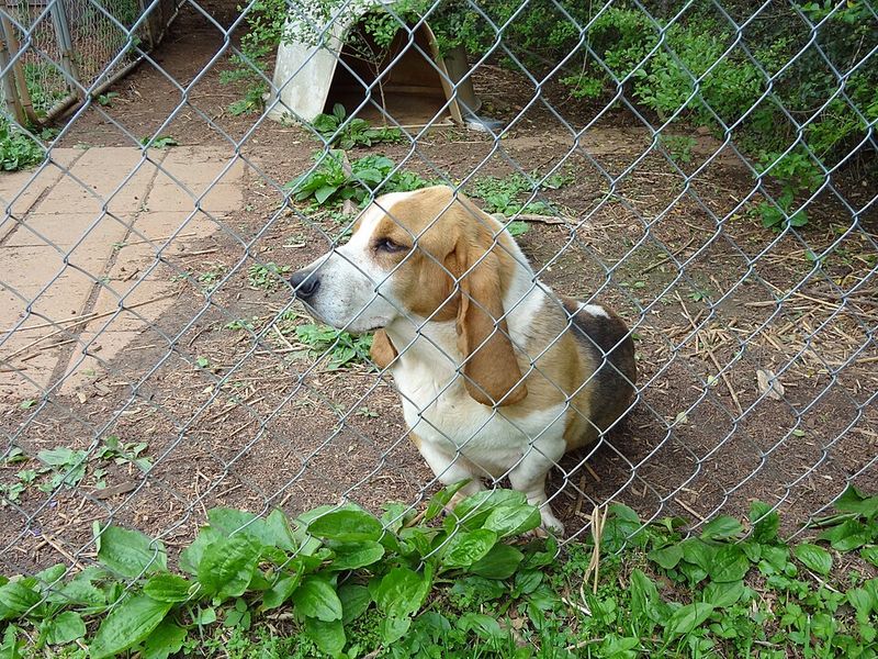 Basset Hound