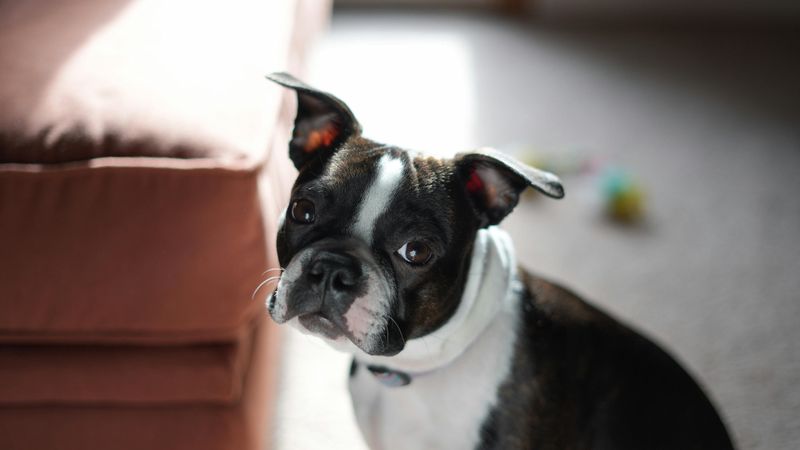 Boston Terrier