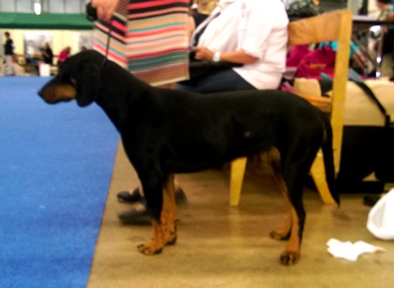 Montenegrin Mountain Hound