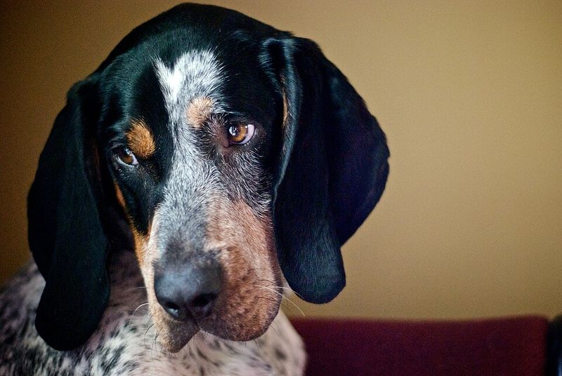 Bluetick Coonhound