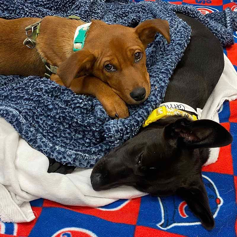 Contact Nearby Vets and Shelters