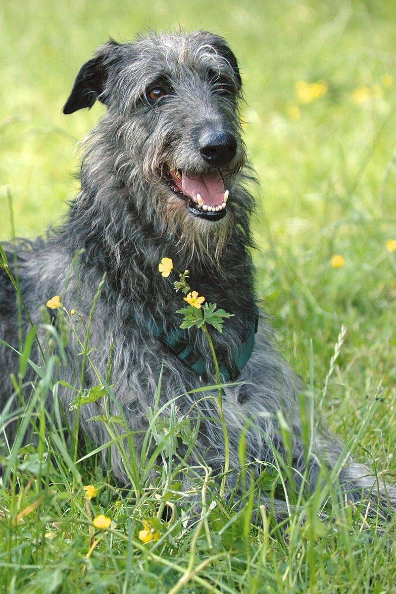 16 Laid-Back Dog Breeds That Would Happily Join You for Every Netflix Marathon 9 Scottish Deerhound