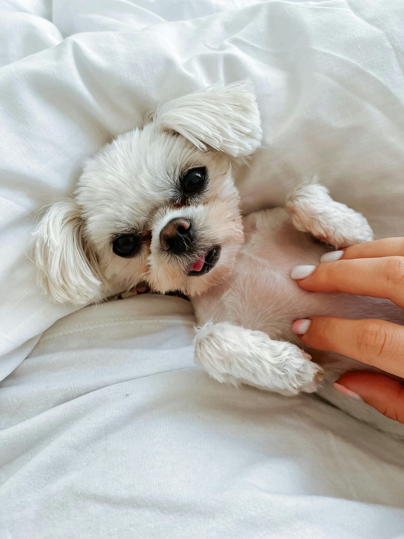 14 Easygoing Dog Breeds Tailor Made for Relax First Owners 4 Shih Tzu