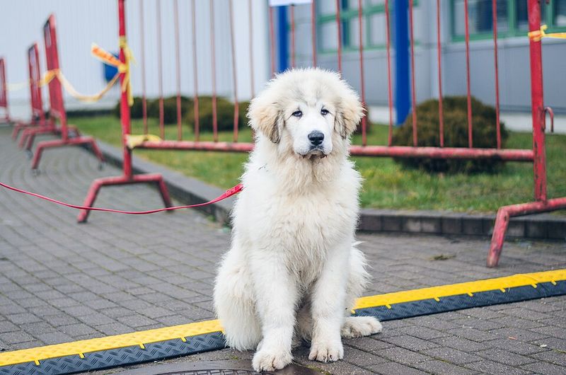 Great Pyrenees