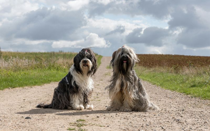 Tibetan Terrier