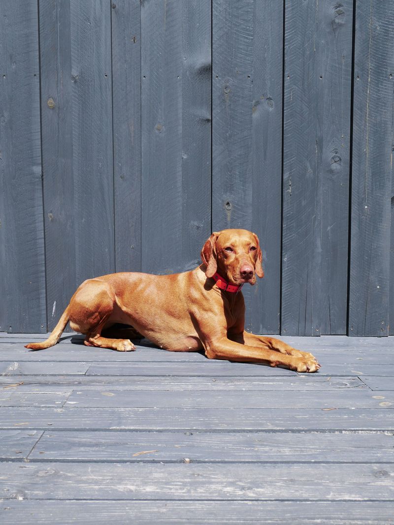 Think an exhausted dog automatically becomes a calm dog? These breeds show why learning to rest matters too 11 Vizsla