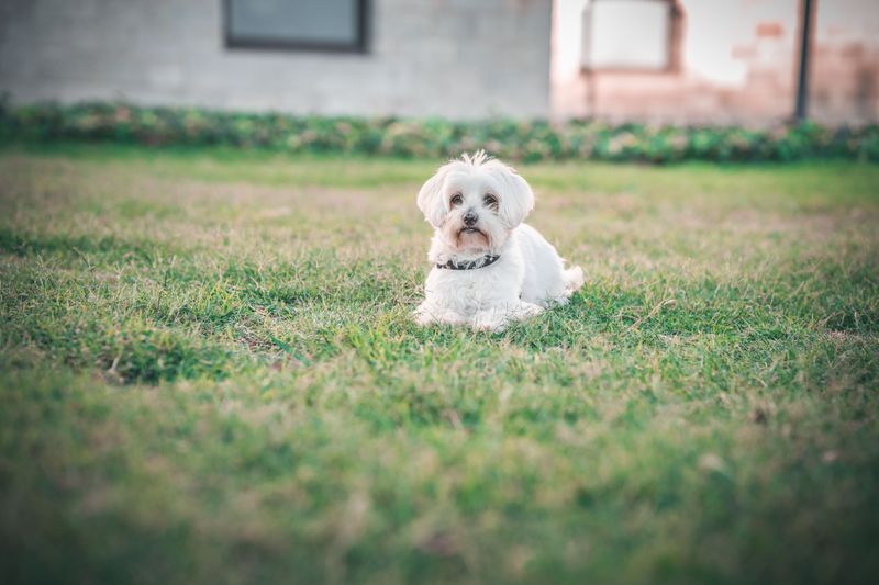 These small dog breeds can be especially prone to dental problems as they age 6 Maltese