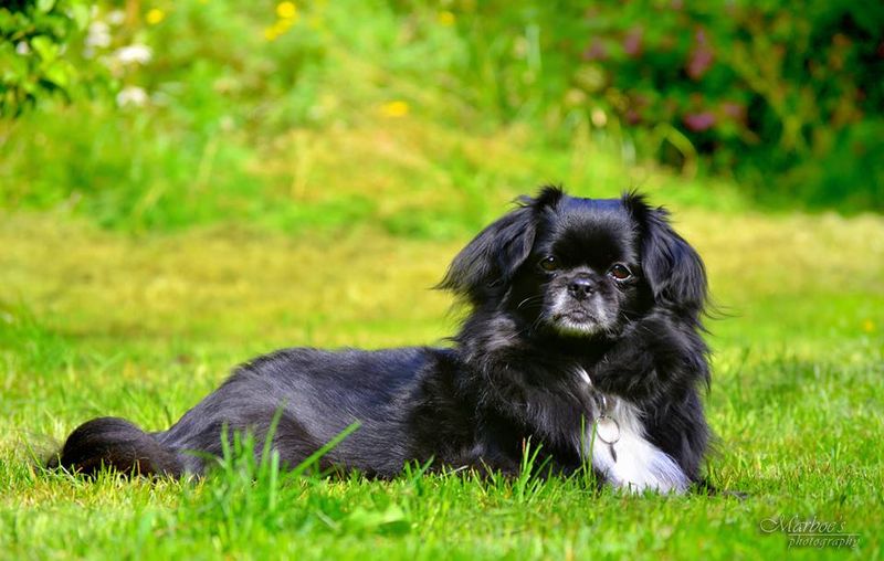 If harmony at home matters most, these dog breeds deserve your attention 11 Tibetan Spaniel