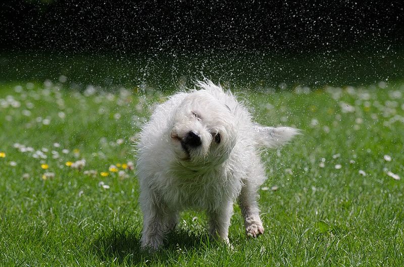 Repeated shaking off without being wet