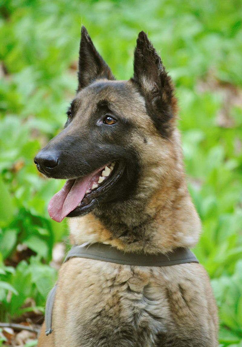 25 Dog Breeds That May Be Too Demanding for Older Owners 2 Belgian Malinois