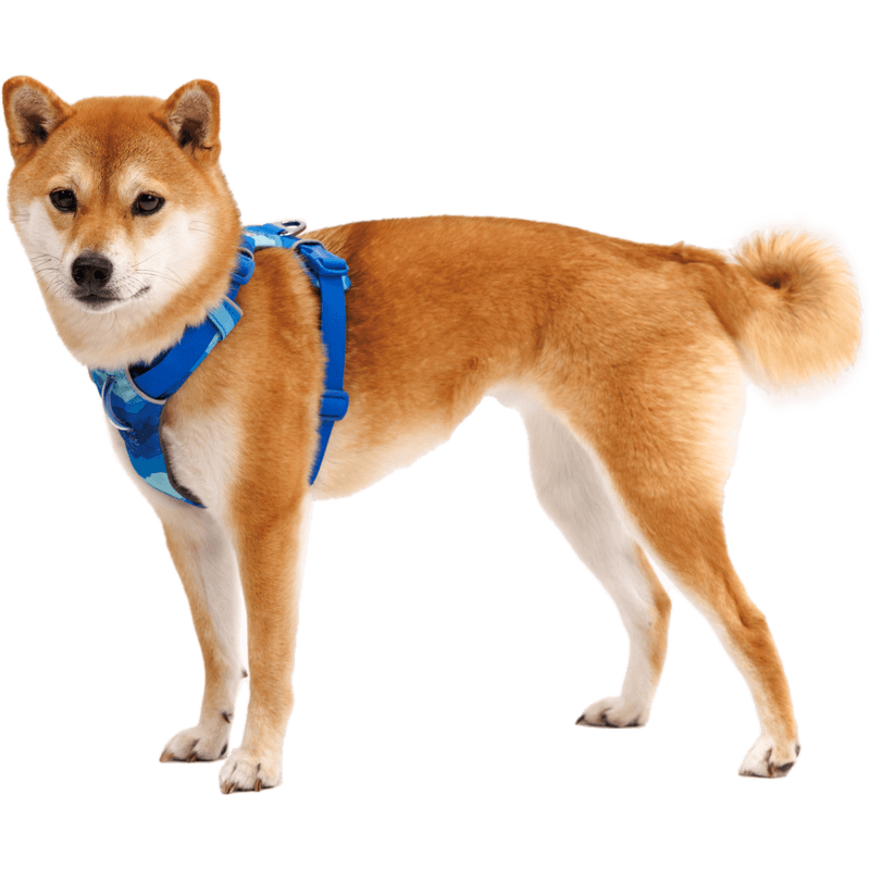 Ruffwear Front Range Harness