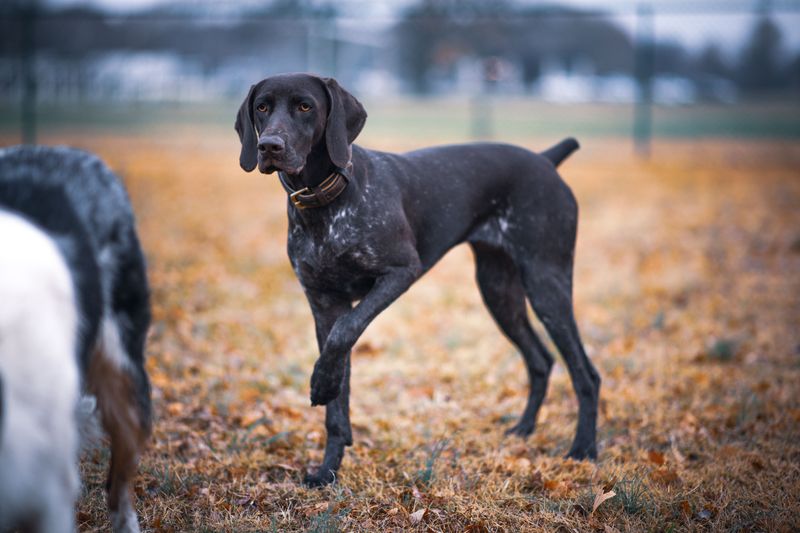 These dog breeds aren't necessarily difficult by accident - many were bred for jobs modern homes can't easily provide 7 German Shorthaired Pointer
