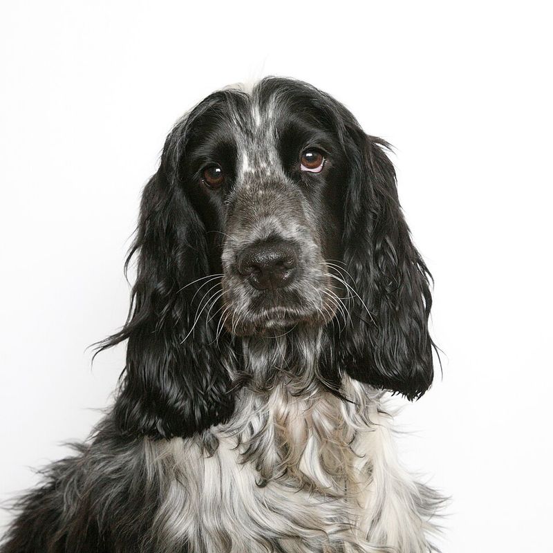 These remarkably intuitive dog breeds often sense feelings people try to hide 14 English Cocker Spaniel