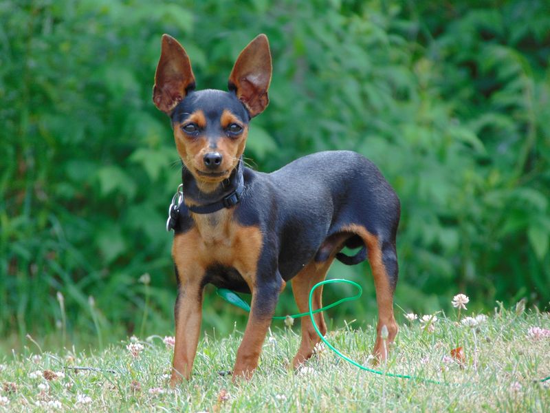 14 dog breeds you should never trust off-leash - no matter how well trained they seem - plus 4 more that will keep you on edge 19 Miniature Pinscher
